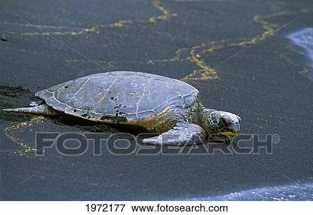 Hawaii, Big Island, Punalu'u, Green Sea Turtle (Chelonia Mydas) Resting On Big Islands Black Sand Beach. View Large Photo Image Stock Photo - Hawaii, Big Island, Punalu'u, Green Sea Turtle (Chelonia Mydas) Resting On Big Islands Black Sand Beach.. Fotosearch