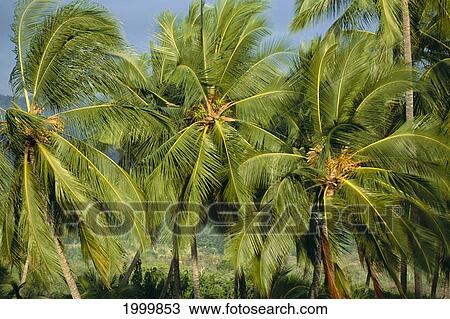 Stock Image - Hawaii, Big Island, Puuhonua O Honaunau City Of Refuge Palm Trees Close Together C1677. Fotosearch
