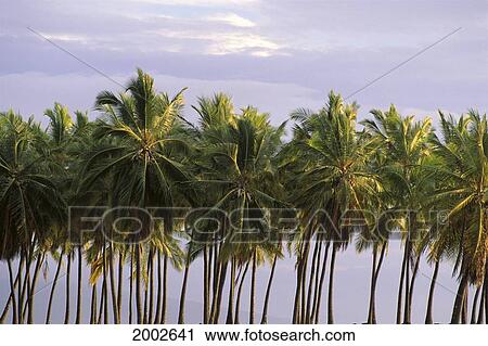 Hawaii, Big Island, Puuhonua O Honaunau City Of Refuge Palm Trees Lined Up View Large Photo Image Stock Image - Hawaii, Big Island, Puuhonua O Honaunau City Of Refuge Palm Trees Lined Up. Fotosearch