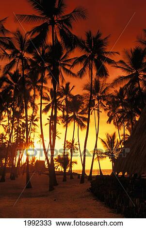 Hawaii, Big Island, Pu'uhonua O Honaunau National Historical Park, Halau At Sunset Silhoette Of Palm Trees. View Large Photo Image Stock Image - Hawaii, Big Island, Pu'uhonua O Honaunau National Historical Park, Halau At Sunset Silhoette Of Palm Trees.. Fotosearch