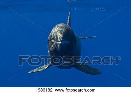 Hawaii, Big Island, Pygmy Killer Whale (Feresa Attenuata) View Large Photo Image Stock Image - Hawaii, Big Island, Pygmy Killer Whale (Feresa Attenuata). Fotosearch