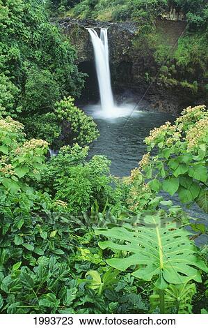 Stock Image - Hawaii, Big Island, Rainbow Falls, Pool Surrounded By Tropical Foliage. Fotosearch