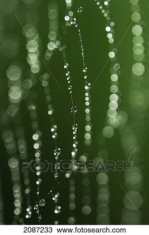 Stock Image - Hawaii, Big Island, Raindrop soaked spider web.. Fotosearch