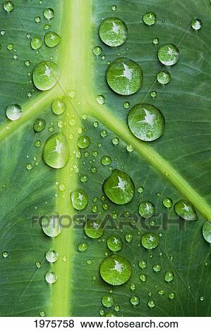 Stock Photo - Hawaii, Big Island, Raindrops On Monsterra Leaf.. Fotosearch