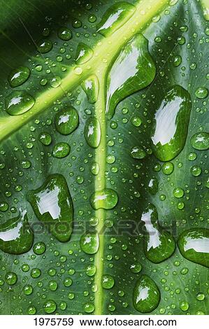 Hawaii, Big Island, Raindrops On Monsterra Leaf. View Large Photo Image Stock Photo - Hawaii, Big Island, Raindrops On Monsterra Leaf.. Fotosearch