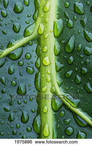 Stock Photograph - Hawaii, Big Island, Raindrops On Monsterra Leaf.. Fotosearch