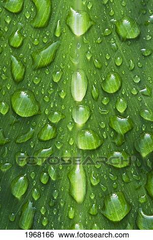 Hawaii, Big Island, Raindrops On Ti Leaf. View Large Photo Image Stock Photograph - Hawaii, Big Island, Raindrops On Ti Leaf.. Fotosearch