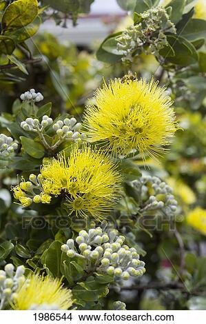 Picture - Hawaii, Big Island, Rare Yellow Ohia Lehua, Metrosideros Collina Ssp. Polymorpha, Close-Up.. Fotosearch