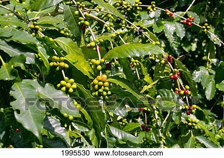 Stock Image - Hawaii, Big Island, Red Ripe Coffee Cherry Ready To Be Picked On Plant.. Fotosearch