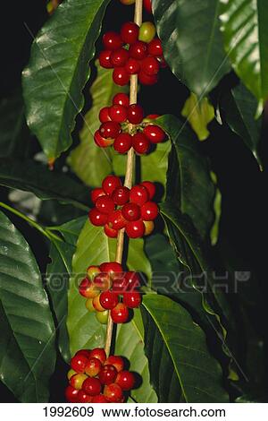 Stock Photo - Hawaii, Big Island, Red Ripe Coffee Cherry Ready To Be Picked On Plant.. Fotosearch