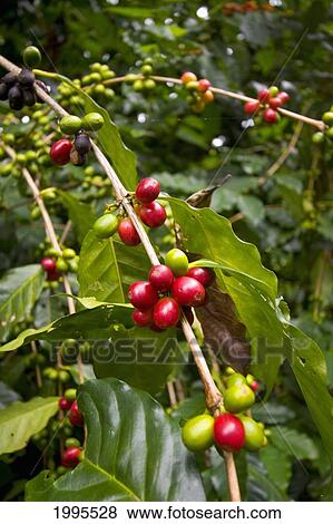Hawaii, Big Island, Red Ripe Coffee Cherry Ready To Be Picked On Plant. View Large Photo Image Stock Photo - Hawaii, Big Island, Red Ripe Coffee Cherry Ready To Be Picked On Plant.. Fotosearch
