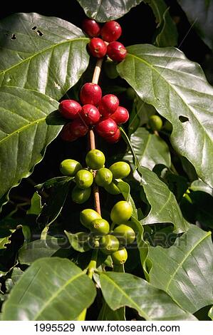 Stock Photo - Hawaii, Big Island, Red Ripe Coffee Cherry Ready To Be Picked On Plant.. Fotosearch