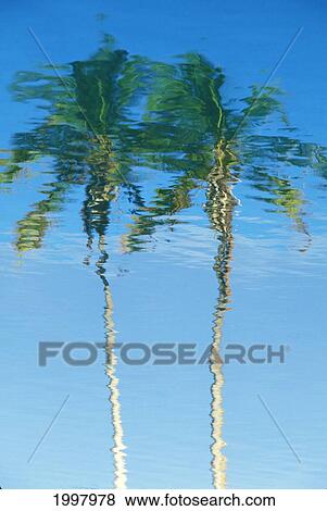 Hawaii, Big Island, Reflection Of Palm Trees On Anaeho'omalu Bay View Large Photo Image Stock Photo - Hawaii, Big Island, Reflection Of Palm Trees On Anaeho'omalu Bay. Fotosearch