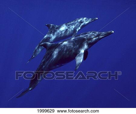 Stock Photo - Hawaii, Big Island, Roughtooth Dolphin, Pair Near Surface (Steno Bredanensis) C1991. Fotosearch