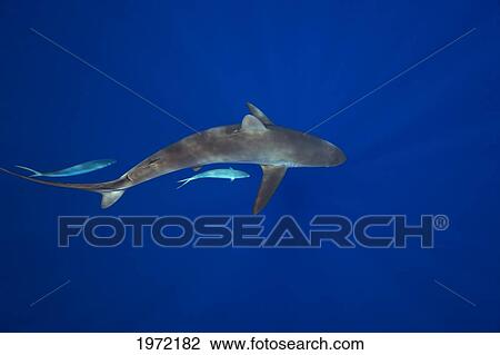 Stock Image - Hawaii, Big Island, Silky Shark (Carcharhinus Falciformis) Cruises The Open Ocean With Two Rainbow Runner (Elagatis Bipinnulata) Fish.. Fotosearch