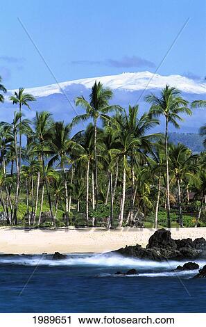 Hawaii, Big Island, South Kohala, Kukio Beach, Snowcapped Mauna Kea Behind Palm Trees. View Large Photo Image Stock Image - Hawaii, Big Island, South Kohala, Kukio Beach, Snowcapped Mauna Kea Behind Palm Trees.. Fotosearch