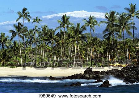 Hawaii, Big Island, South Kohala, Kukio Beach, Snowcapped Mauna Kea Behind Palm Trees. View Large Photo Image Stock Photo - Hawaii, Big Island, South Kohala, Kukio Beach, Snowcapped Mauna Kea Behind Palm Trees.. Fotosearch