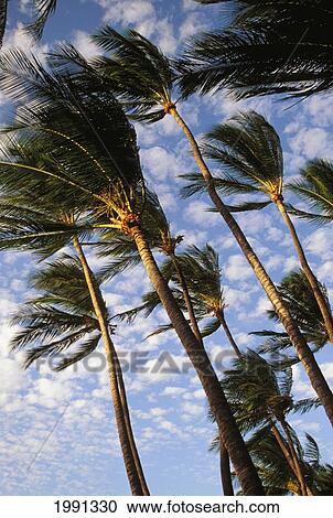 Hawaii, Big Island, South Kohala Many Palm Trees Against Blue Sky From Below View Large Photo Image Stock Image - Hawaii, Big Island, South Kohala Many Palm Trees Against Blue Sky From Below. Fotosearch
