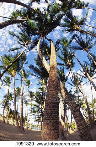 Hawaii, Big Island, South Kohala Many Palm Trees Against Blue Sky From Below View Large Photo Image Stock Photo - Hawaii, Big Island, South Kohala Many Palm Trees Against Blue Sky From Below. Fotosearch