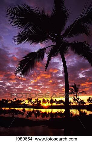 Picture - Hawaii, Big Island, South Kohala, Anaeho'omalu Bay, Sunset And Coconut Palms. Fotosearch