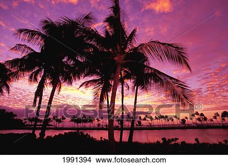Picture - Hawaii, Big Island, South Kohala, Anaeho'omalu Bay, Sunset And Coconut Palms. Fotosearch