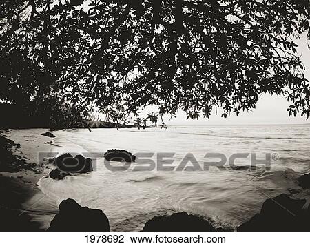 Stock Image - Hawaii, Big Island, South Kohala, Kauna'oa Beach, Sunset Through Tree Branches (Sepia Photograph).. Fotosearch