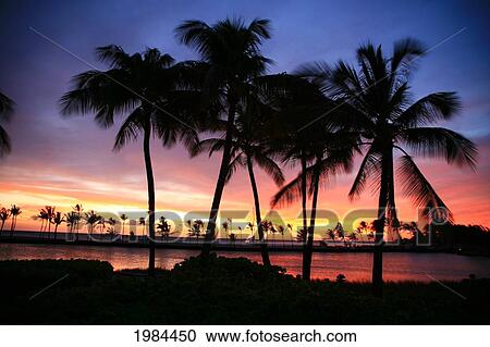Stock Image - Hawaii, Big Island, South Kohala, Anaeho'omalu Bay, Dramatic And Colorful Sunset Sky With Palm Tree Silhouettes.. Fotosearch
