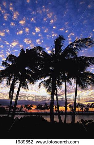 Hawaii, Big Island, South Kohala, Anaeho'omalu Bay, Sunset And Coconut Palms View Large Photo Image Stock Image - Hawaii, Big Island, South Kohala, Anaeho'omalu Bay, Sunset And Coconut Palms. Fotosearch
