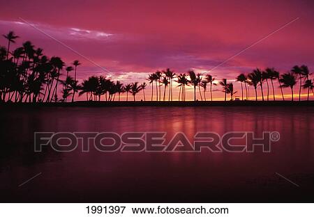 Hawaii, Big Island, South Kohala, Anaeho'omalu Bay, Sunset And Coconut Palms View Large Photo Image Stock Photo - Hawaii, Big Island, South Kohala, Anaeho'omalu Bay, Sunset And Coconut Palms. Fotosearch