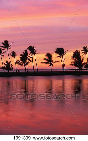Hawaii, Big Island, South Kohala, Anaeho'omalu Bay, Sunset And Coconut Palms View Large Photo Image Stock Photo - Hawaii, Big Island, South Kohala, Anaeho'omalu Bay, Sunset And Coconut Palms. Fotosearch