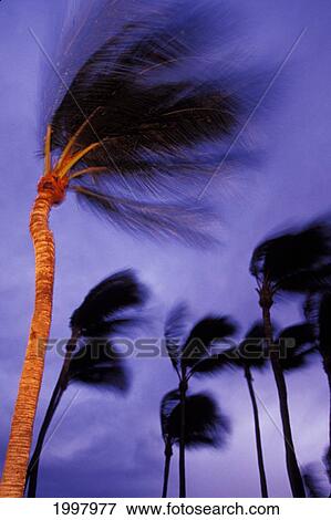 Stock Photo - Hawaii, Big Island, South Kohala, Anaeho'omalu, Palm Trees In Wind. Motion Blur. Purple Sky Background. Fotosearch