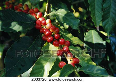 Hawaii, Big Island, South Kona, Close-Up Of Kona Coffee Plant, Ripe Cherry On Tree View Large Photo Image Stock Image - Hawaii, Big Island, South Kona, Close-Up Of Kona Coffee Plant, Ripe Cherry On Tree. Fotosearch