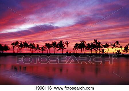 Stock Photograph - Hawaii, Big Island, Sunset At Anaeho'omalu Fishpond, Silhoutted Palm Trees. Fotosearch