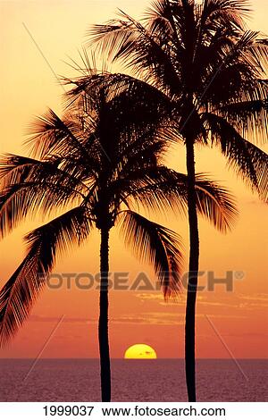 Hawaii, Big Island, Sunset With Coconut Trees Kohala Coast, B1557 View Large Photo Image Stock Photo - Hawaii, Big Island, Sunset With Coconut Trees Kohala Coast, B1557. Fotosearch