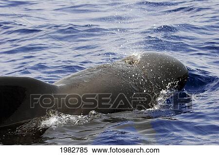 Stock Photography - Hawaii, Big Island, The Exhalation Of A Bull, Male, Short-Finned Pilot Whale (Globicephala Macrorhynchus).. Fotosearch
