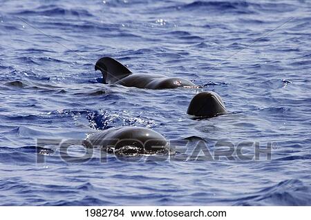 Hawaii, Big Island, Three Short-Finned Pilot Whales (Globicephala Macrorhynchus). View Large Photo Image Picture - Hawaii, Big Island, Three Short-Finned Pilot Whales (Globicephala Macrorhynchus).. Fotosearch