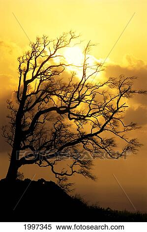 Stock Photography - Hawaii, Big Island, Tree Without Leaves Silhouette At Sunrise, Golden A25F. Fotosearch