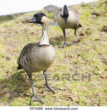 Hawaii, Big Island, Two Nene Geese (Nesochen Sandvicensis) On Green Grass. View Large Photo Image Stock Photo - Hawaii, Big Island, Two Nene Geese (Nesochen Sandvicensis) On Green Grass.. Fotosearch