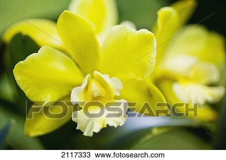 Stock Image - Hawaii, Big Island, Two yellow Orchid blossom.. Fotosearch