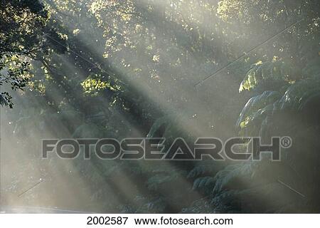 Stock Photo - Hawaii, Big Island, View Of Greenery Through Mist, Sunrays Through Plants. Fotosearch