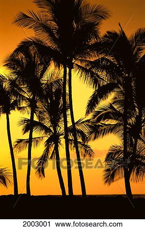 Stock Image - Hawaii, Big Island, View Of Palm Trees Silhouetted By Fiery Sunset. Fotosearch