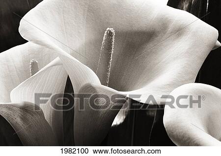 Stock Image - Hawaii, Big Island, Volcano, Close-up of calla lilies (black and white photograph). Fotosearch