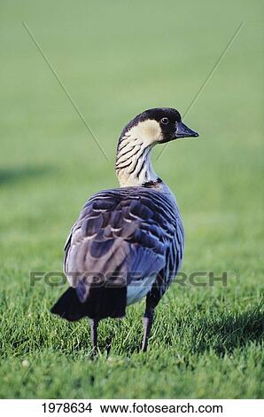 Picture - Hawaii, Big Island, Volcano, Nene Goose (Nesochen Sandvicensis), Unbanded Male On Grass.. Fotosearch