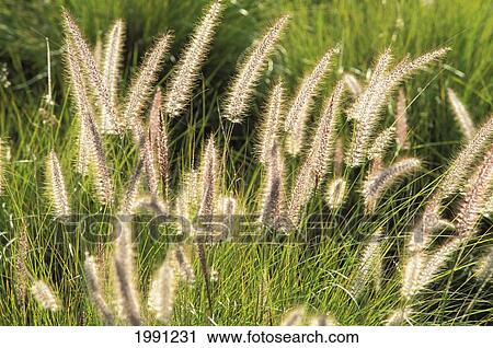 Hawaii, Big Island, Waikoloa Fountain Grass Swaying In The Breeze View Large Photo Image Stock Image - Hawaii, Big Island, Waikoloa Fountain Grass Swaying In The Breeze. Fotosearch