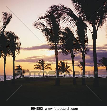 Hawaii, Big Island, Waikoloa Resort Golf Course, Beach Course, Silhouette Of Palm Trees Along The Caost At Sunset. View Large Photo Image Stock Image - Hawaii, Big Island, Waikoloa Resort Golf Course, Beach Course, Silhouette Of Palm Trees Along The Caost At Sunset.. Fotosearch