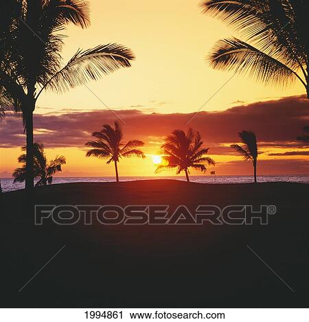 Hawaii, Big Island, Waikoloa Resort Golf Course, Beach Course, Silhouette Of Palm Trees Along The Caost At Sunset. View Large Photo Image Stock Image - Hawaii, Big Island, Waikoloa Resort Golf Course, Beach Course, Silhouette Of Palm Trees Along The Caost At Sunset.. Fotosearch