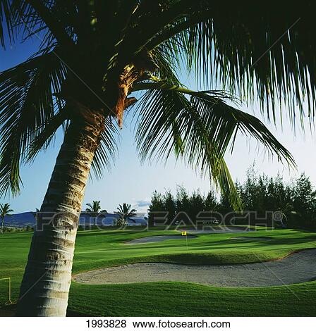 Stock Photo - Hawaii, Big Island, Waikoloa Resort Golf Course, Beach Course, Palm Tree In Foreground.. Fotosearch