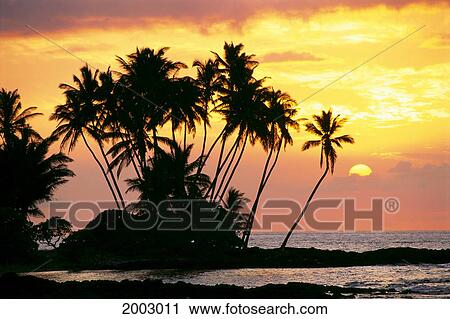 Stock Image - Hawaii, Big Island, Wailua Bay, View Of Palm Trees At Sunset, Calm Ocean Waters. Fotosearch
