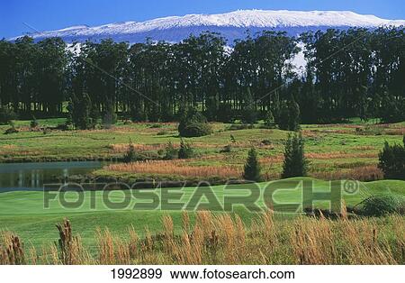 Hawaii, Big Island, Waimea Country Club, 7Th Hole Par 5, Mauna Kea In Background. View Large Photo Image Stock Photo - Hawaii, Big Island, Waimea Country Club, 7Th Hole Par 5, Mauna Kea In Background.. Fotosearch