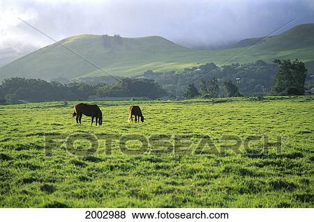 Hawaii, Big Island, Waimea, Parker Ranch Beautiful Landscape With Pair Of Horses, Hills And Misty Sky View Large Photo Image Stock Photo - Hawaii, Big Island, Waimea, Parker Ranch Beautiful Landscape With Pair Of Horses, Hills And Misty Sky. Fotosearch